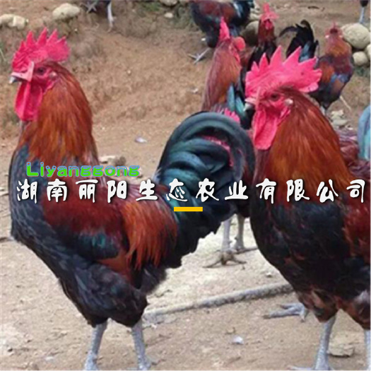 衡阳瑶鸡苗  黑瑶红瑶青脚土鸡苗血毛土鸡红毛大红公鸡苗黄土鸡