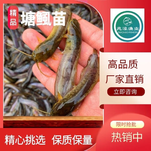 江门塘鲺苗  本地 塘角鱼苗 三黄塘虱苗鲶鱼苗
