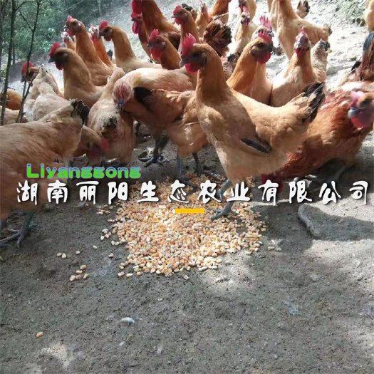 衡阳土鸡苗  乌皮红冠土鸡另有快大黄公鸡九斤黄毛鸡大红公鸡批发鸡苗