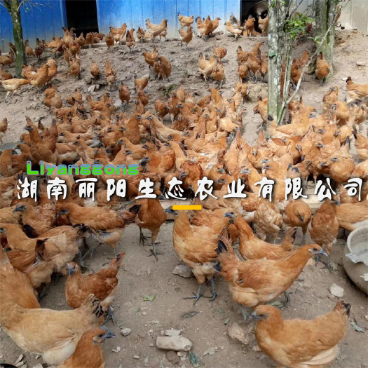 衡阳乌骨鸡苗  黄毛乌骨乌鸡苗另有直销青脚土鸡苗绿壳蛋鸡苗珍珠