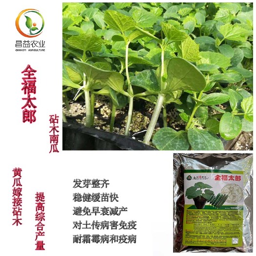 寿光市黄瓜嫁接专用砧木 全福太郎南瓜砧木种子 根系发达抗病毒亮度高