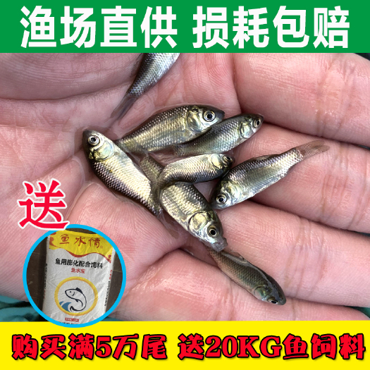 广州黄金鲫鱼苗批发，支持全国发货，空运，客运，送货上门服务