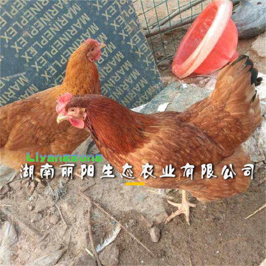 衡阳蛋鸡苗红羽产蛋鸡苗海兰褐多蛋海兰灰罗曼蛋鸡苗青脚土鸡黄土鸡苗