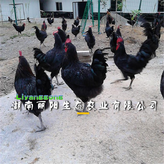 衡阳黑土鸡 母苗公苗另有黑凤鸡苗黄土青脚黑五鸡苗天露黑小鸡苗