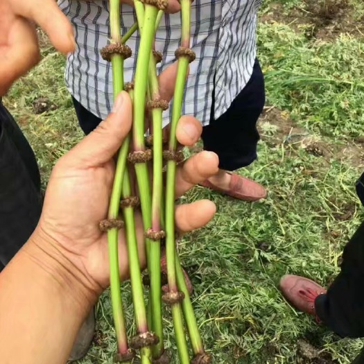长沙中药材泽泻川芎苓子出售