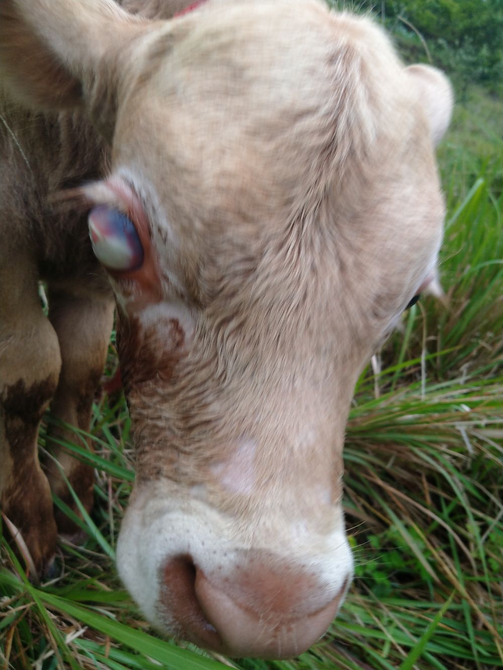 小牛刚出生就一个眼睛肿大现在眼球泛白经常流眼泪请问专家小牛这是
