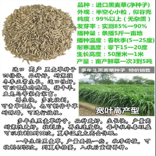 长沙黑麦草种子