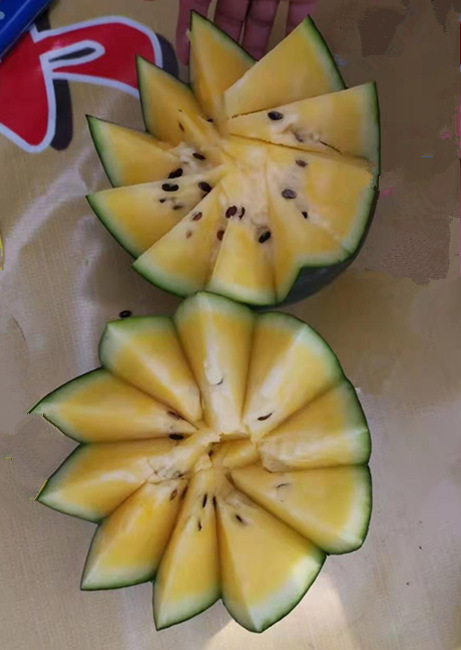 黄瓤西瓜苗 大果型黄瓤西瓜苗 绿皮黄瓤西瓜苗 嫁接西瓜苗