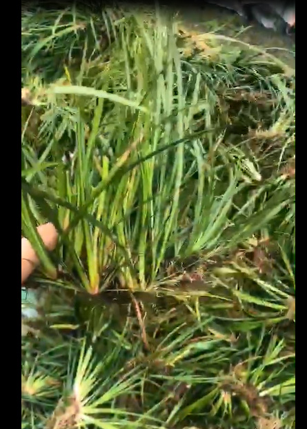 仁寿县夏季中药石菖蒲种植 种苗每公斤6元  基地直发