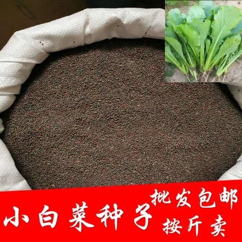 长沙上海青种子  速生青梗小白菜种子