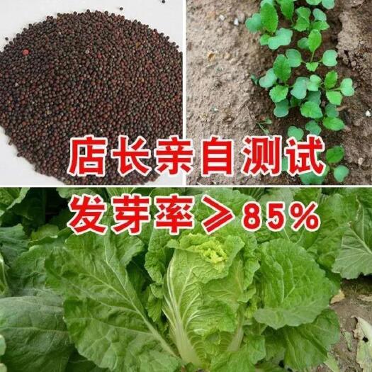 长沙北京新三号白菜种子  高产北京新三号大白种子抗寒大白菜种子