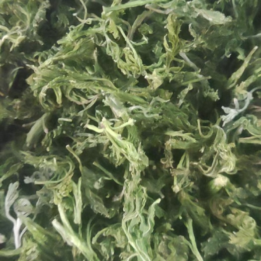 文冠果茶  新文冠果芽茶叶茶厂家现货直供