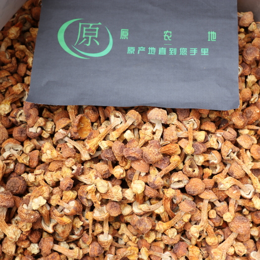 兴义市姬松茸 巴西蘑菇 巴氏蘑菇 小松菇