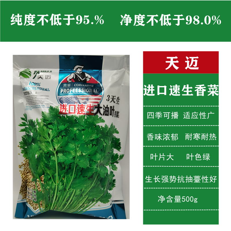 西安香菜種子速生大油葉香菜芫荽耐熱耐寒抗抽苔性好