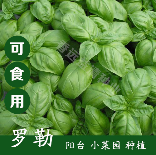 沭阳县罗勒种子九层塔种子金不换种子香草种子包邮