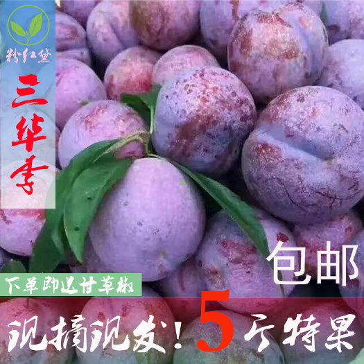 恭城县桂林三华李，现摘山地特果