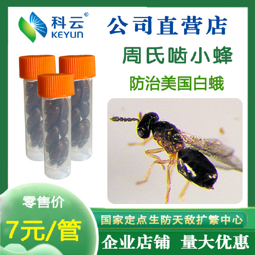 周氏啮小蜂美国白蛾舟蛾天敌昆虫以虫治虫防治鳞翅目害虫蔬菜林木