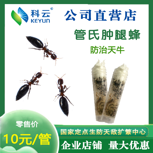 济源市管氏肿腿蜂成虫天敌活体昆虫天牛克星果树林木治蛀干害虫园艺林业