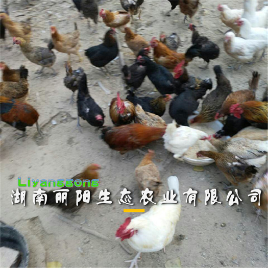 衡阳柴鸡苗鸡苗批发另有厂家直销批发笨鸡苗小鸡活体鸡苗土鸡苗
