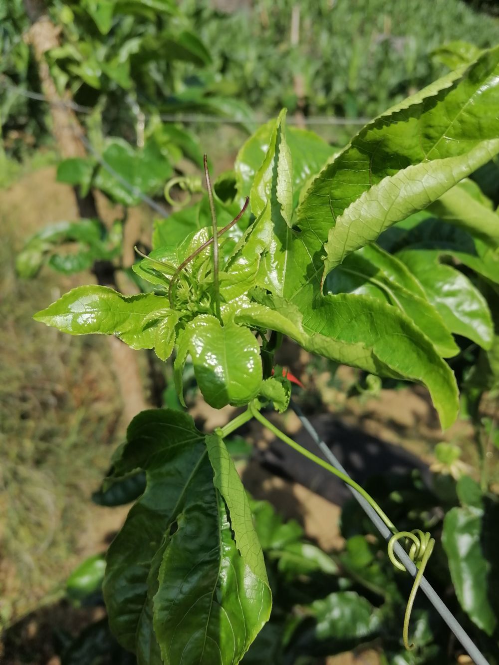 老师百香果卷叶病花什病怎么办