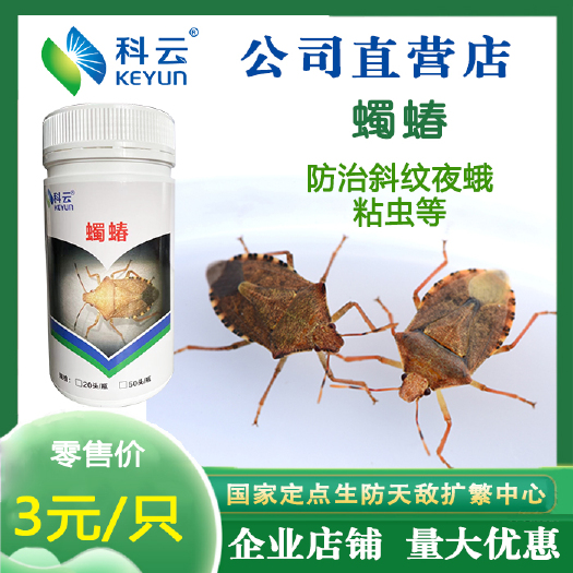 济源市蠋蝽天敌活体昆虫防治斜纹夜蛾棉铃虫粘虫绿盲蝽甲虫小地老虎水稻
