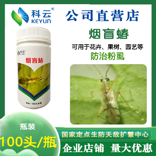生物防治虫 科云烟盲蝽天敌昆虫生物防治白粉虱蚜虫小白蛾蔬果花卉茶园