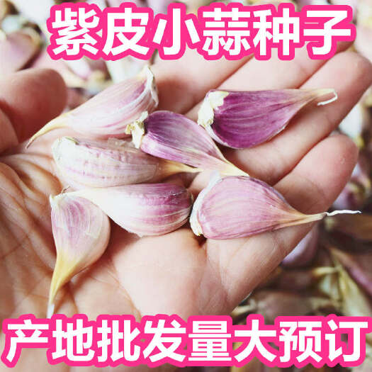 丰县 紫皮小蒜瓣寒蒜苔蒜硬杆蒜绿叶蒜苗红皮蒜香蒜手工剥蒜