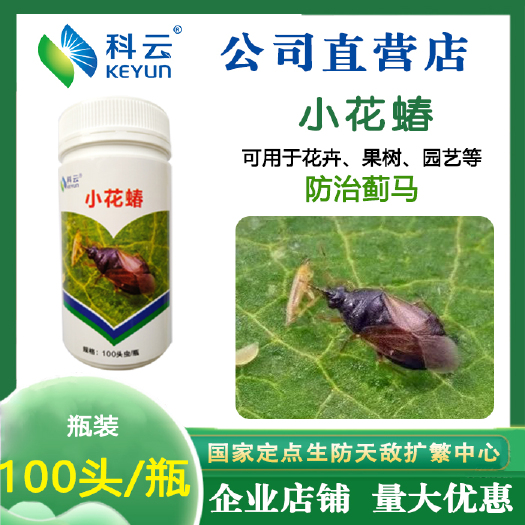 生物防治虫 东亚小花蝽 捕食性天敌 蓟马 蚜虫 粉虱 瓜果 蔬菜 园艺