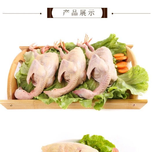 和平县宰杀好的富硒乳鸽 200g到260g肉鸽子