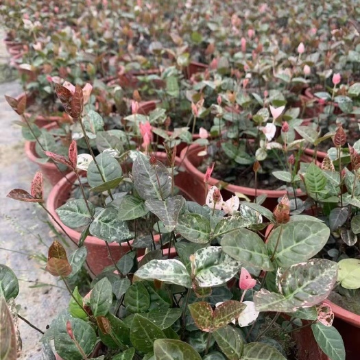 成都 花叶络石藤本攀援植物耐寒好养