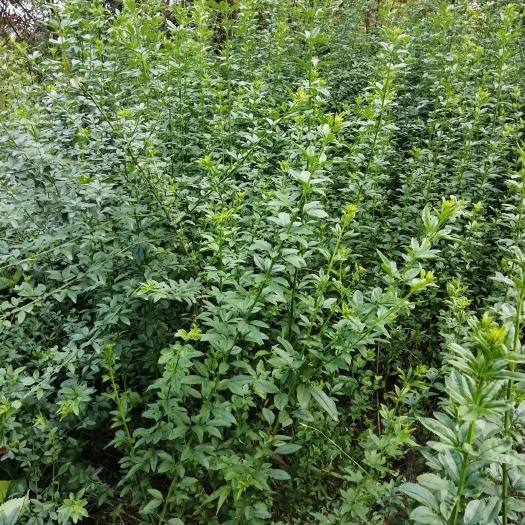 成都 迎春花基地批发