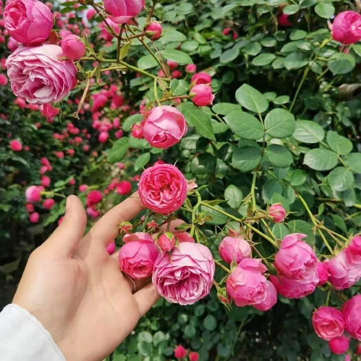 成都红花蔷薇  蔷薇月季爬藤花苗欧洲月季
