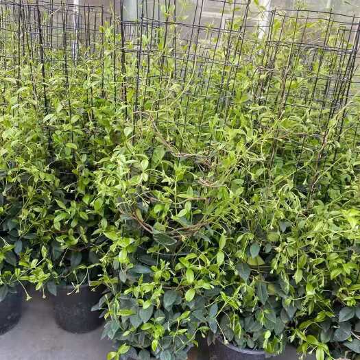 成都 风车茉莉攀援植物好开花好养