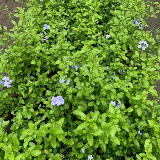 成都蓝雪花庭院植物蓝花基地供应