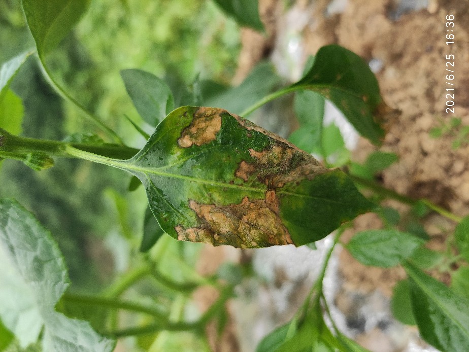 辣椒细菌性斑点病图片