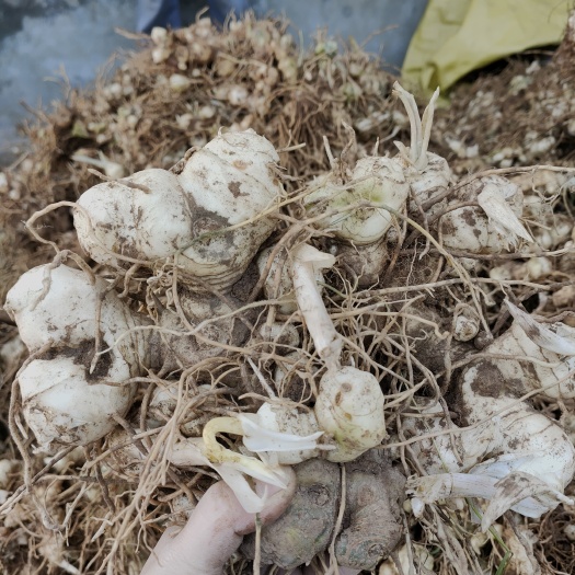 仁寿县 中药草黄精种植仁寿基地直发