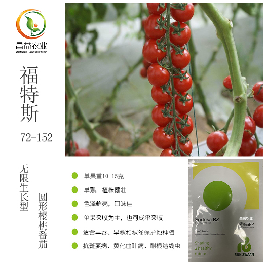 寿光市荷兰瑞克斯旺福特斯72-152大红色圆形串收小番茄种子
