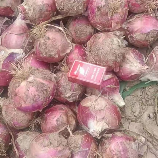 长沙【甘肃省红皮洋葱】大量上市，又大又圆，产地直接供应