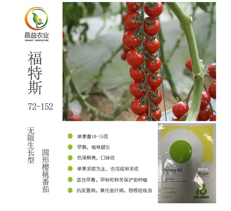 荷蘭瑞克斯旺福特斯72-152大紅色圓形串收小番茄種子