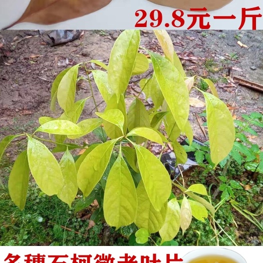 重庆市多穗石柯 木姜叶柯 重庆梁平特产 甜茶叶 老叶片老叶子