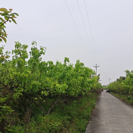 重庆市果园 重庆市永川区黄瓜山镇180亩梨园出租