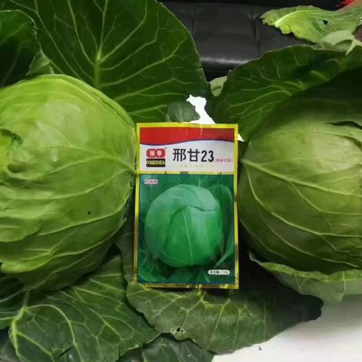 昆明孢子甘蓝种子  莲花白小铁头种子，抗病性强，产量高，种子