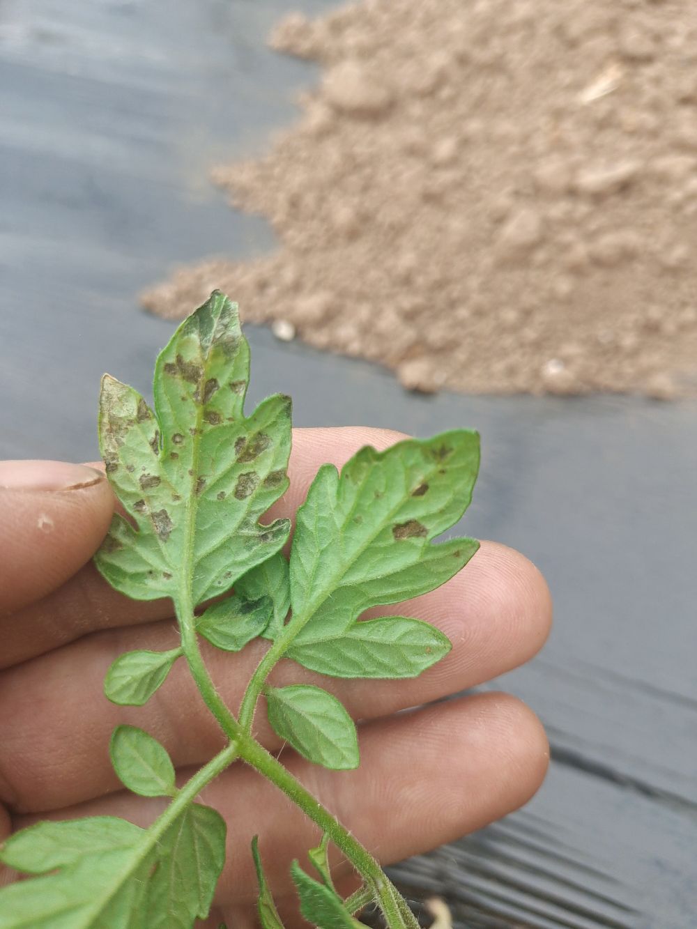 623号定植的西红柿期间连续阴雨天小苗下部叶片出现黑点