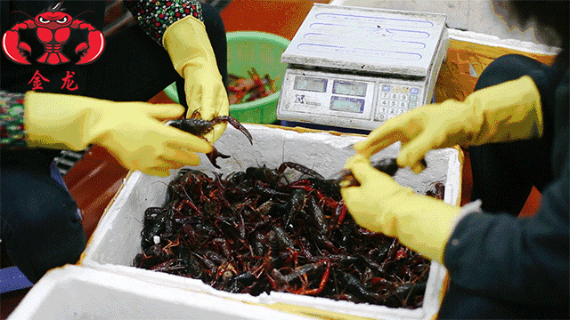 金湖县 金龙小龙虾批发 红虾青虾规格10-13钱