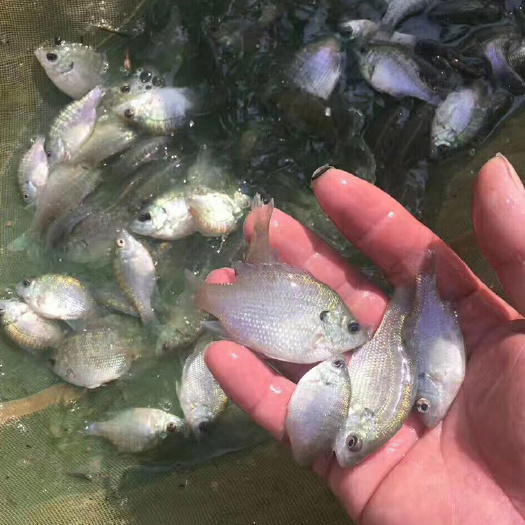 江门太阳鱼苗 淡水杂交太阳鱼鱼苗金边太阳鱼 产量高 效益好 鱼塘