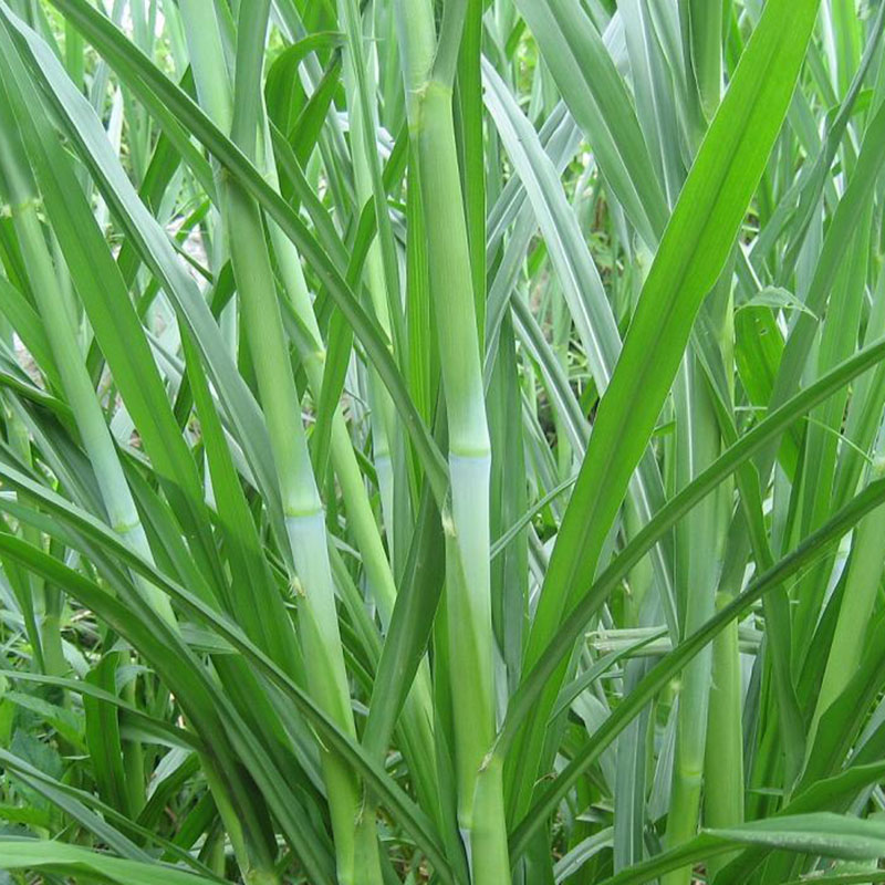 罗甸县甜象草种子包邮甜象草种节现砍现发量大从优提供技术巨菌草皇竹草