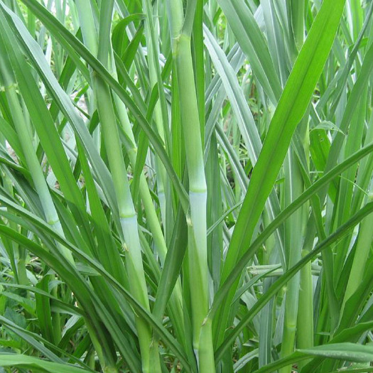 甜象草种子包邮甜象草种节现砍现发量大从优提供技术巨菌草皇竹草