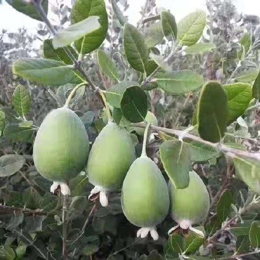 鄱阳县菲油果苗 全果可食用 甘甜多汁 果汁丰富 无比芳香