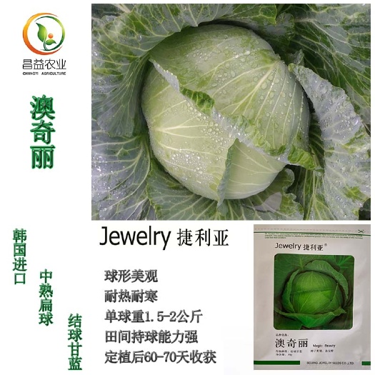 寿光市绿甘蓝种子捷利亚澳奇丽扁球结球甘蓝种籽春夏抗病包心菜卷心菜种