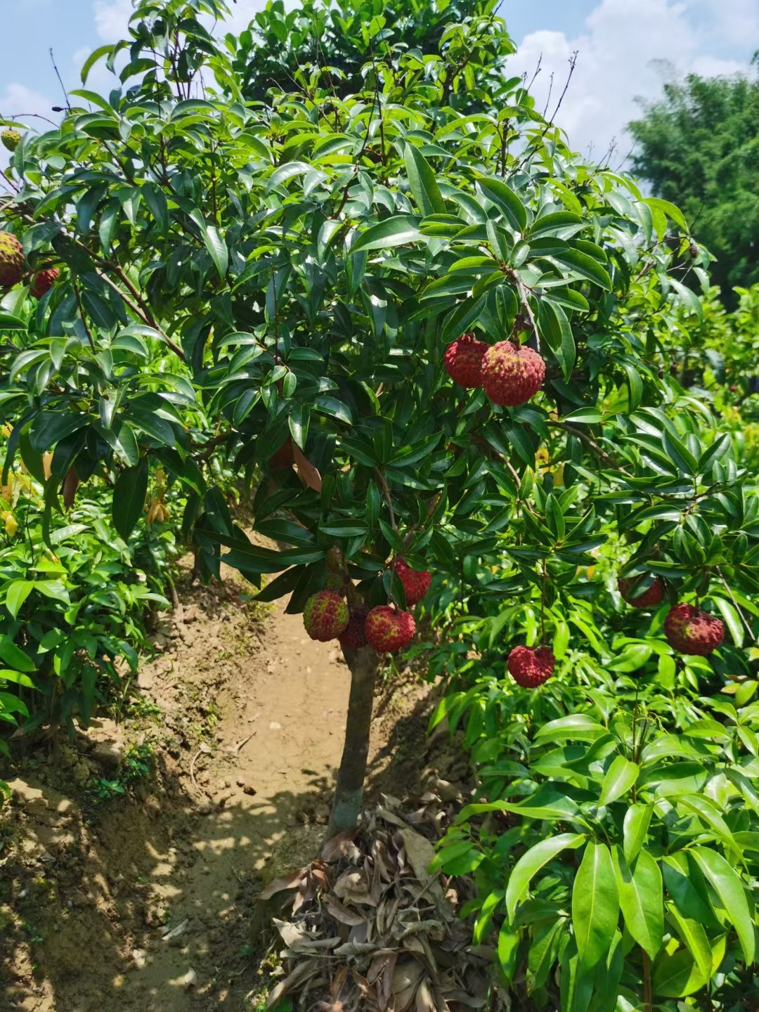 [荔枝王苗批发]荔枝王苗 正宗嫁接,广西带土带叶发货包邮成活率高价格